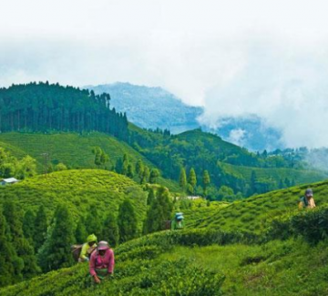 Family Getaway Gangtok Tour Package from Darjeeling