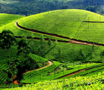 Family Getaway 2 Days 1 Night Darjeeling and Gangtok Vacation Package