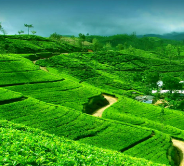 Pleasurable Lachung Tour Package for 6 Days 5 Nights from Darjeeling