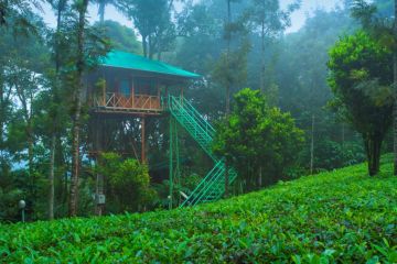 Kerala Honeymoon Package with Tree House & Private Pool Villa