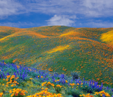 Family Getaway 5 Days Darjeeling, Kalimpong, Gangtok with Lachung Trip Package