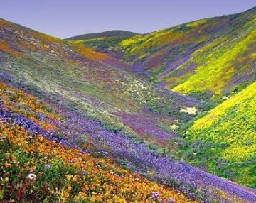 Amazing 2 Days 1 Night Pelling Trip Package