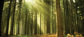 Best Ooty Tour Package for 3 Days from Mysuru