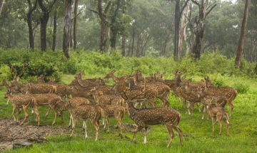 4 Days 3 Nights Sulthan Bathery to Pookode Lake Vacation Package