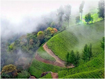 Best 7 Days 6 Nights Cochin, Munnar, Thekkady with Alleppey Tour Package