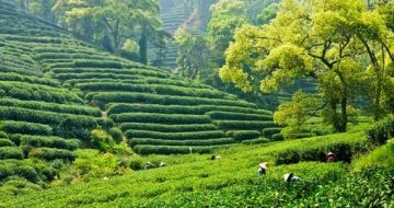 Magical 7 Days 6 Nights Gangtok, Pelling and Darjeeling Tour Package