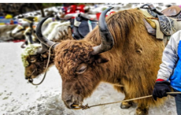 Beautiful 4 Days Chandigarh to Manali Holiday Package