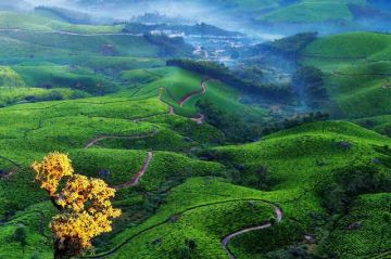 5 Days 4 Nights Cochin - Drive To Munnar, Munnar Ss, Thekkady and Alleppey Vacation Package