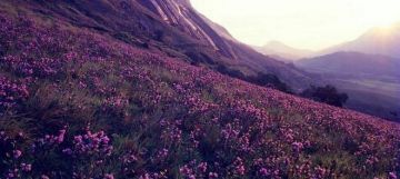 Family Getaway 7 Days Cochin to Munnar Trip Package