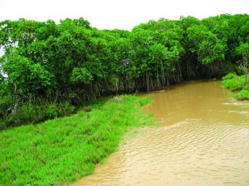 Experience Bhitarkanika Tour Package from Bhubaneswar