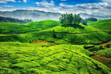 Ecstatic Munnar Tour Package for 4 Days from Cochin