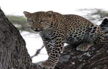 Best 8 Days Arusha to Tarangire National Park Holiday Package