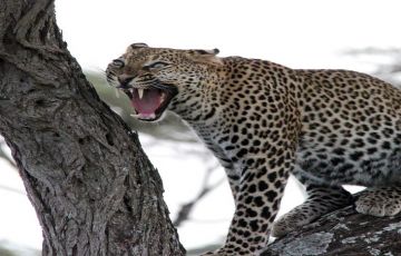 Best 8 Days Arusha to Tarangire National Park Holiday Package