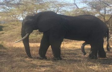 Best 8 Days Arusha to Tarangire National Park Holiday Package