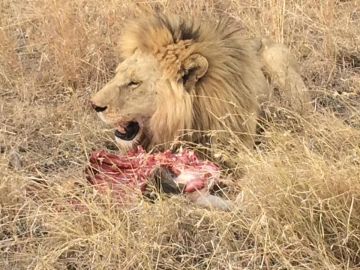 Best 8 Days Arusha to Tarangire National Park Holiday Package