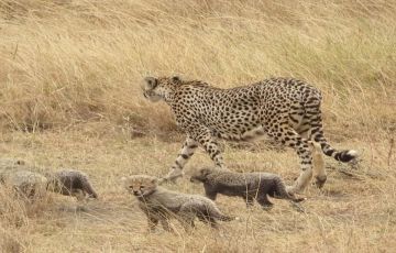 Best 8 Days Arusha to Tarangire National Park Holiday Package