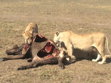 Best 8 Days Arusha to Tarangire National Park Holiday Package