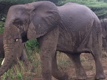 Best 8 Days Arusha to Tarangire National Park Holiday Package