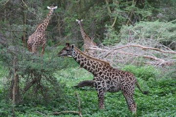 Best 8 Days Arusha to Tarangire National Park Holiday Package