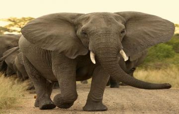 Best 8 Days Arusha to Tarangire National Park Holiday Package