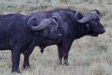 Best 8 Days Arusha to Tarangire National Park Holiday Package