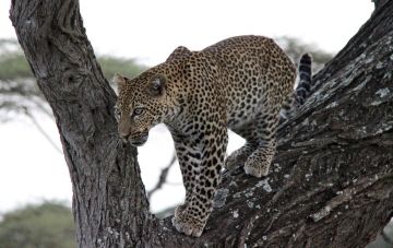 Best 8 Days Arusha to Tarangire National Park Holiday Package