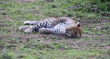 Best 8 Days Arusha to Tarangire National Park Holiday Package
