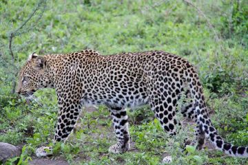 Best 8 Days Arusha to Tarangire National Park Holiday Package