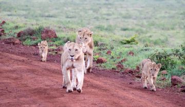 Best 8 Days Arusha to Tarangire National Park Holiday Package