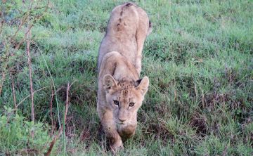Best 8 Days Arusha to Tarangire National Park Holiday Package