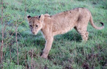 Best 8 Days Arusha to Tarangire National Park Holiday Package