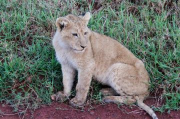 Best 8 Days Arusha to Tarangire National Park Holiday Package
