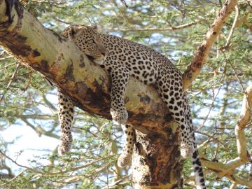Best 8 Days Arusha to Tarangire National Park Holiday Package