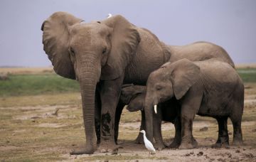 Best 8 Days Arusha to Tarangire National Park Holiday Package