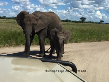 Best 8 Days Arusha to Tarangire National Park Holiday Package