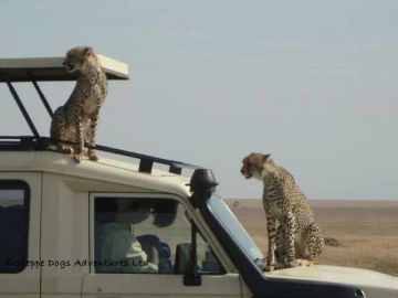 Best 8 Days Arusha to Tarangire National Park Holiday Package