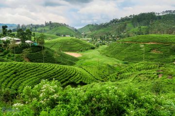 Amazing Nuwara Tour Package for 5 Days