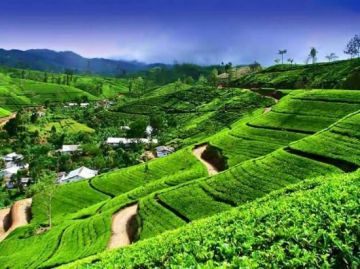 Amazing Nuwara Tour Package for 5 Days