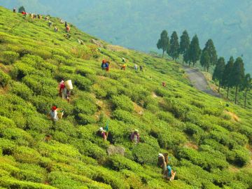 Family Getaway 3 Days Siliguri with Darjeeling Holiday Package