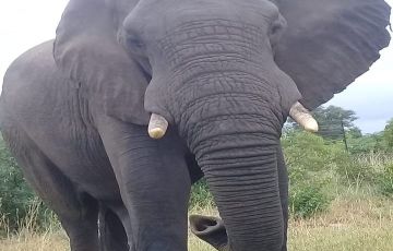 Best 11 Days Capetown to Victoria Falls To Chobe National Park Vacation Package