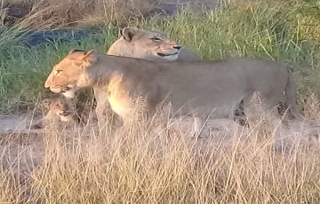 Best 11 Days Capetown to Victoria Falls To Chobe National Park Vacation Package