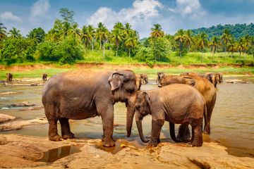 Family Getaway 5 Days Kandy Holiday Package
