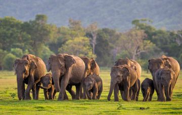 4 Days Katunayake to Galle Tour Package