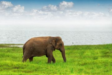 4 Days Katunayake to Galle Tour Package