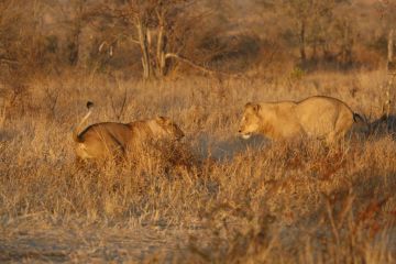 Amazing 8 Days Johannesburg, Kruger National Park and Cape Town Holiday Package