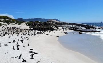 Amazing 8 Days Johannesburg, Kruger National Park and Cape Town Holiday Package