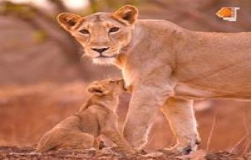 Pleasurable Sasan Gir Tour Package for 7 Days from Ahmedabad