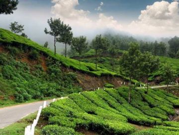 04 Days Cochin Munnar Tour Package