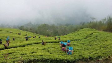 Memorable 7 Days BAGDOGRA NJP to Darjeeling Trip Package