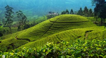 Heart-warming Nuwara-eliya Tour Package from Colombo